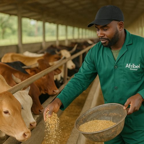 Aliments pour bovins